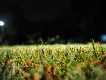 Close-up of grass growing on field