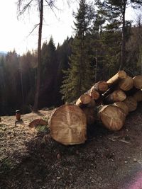 Stack of logs in forest