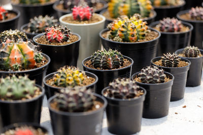 Close-up of potted plants for sale