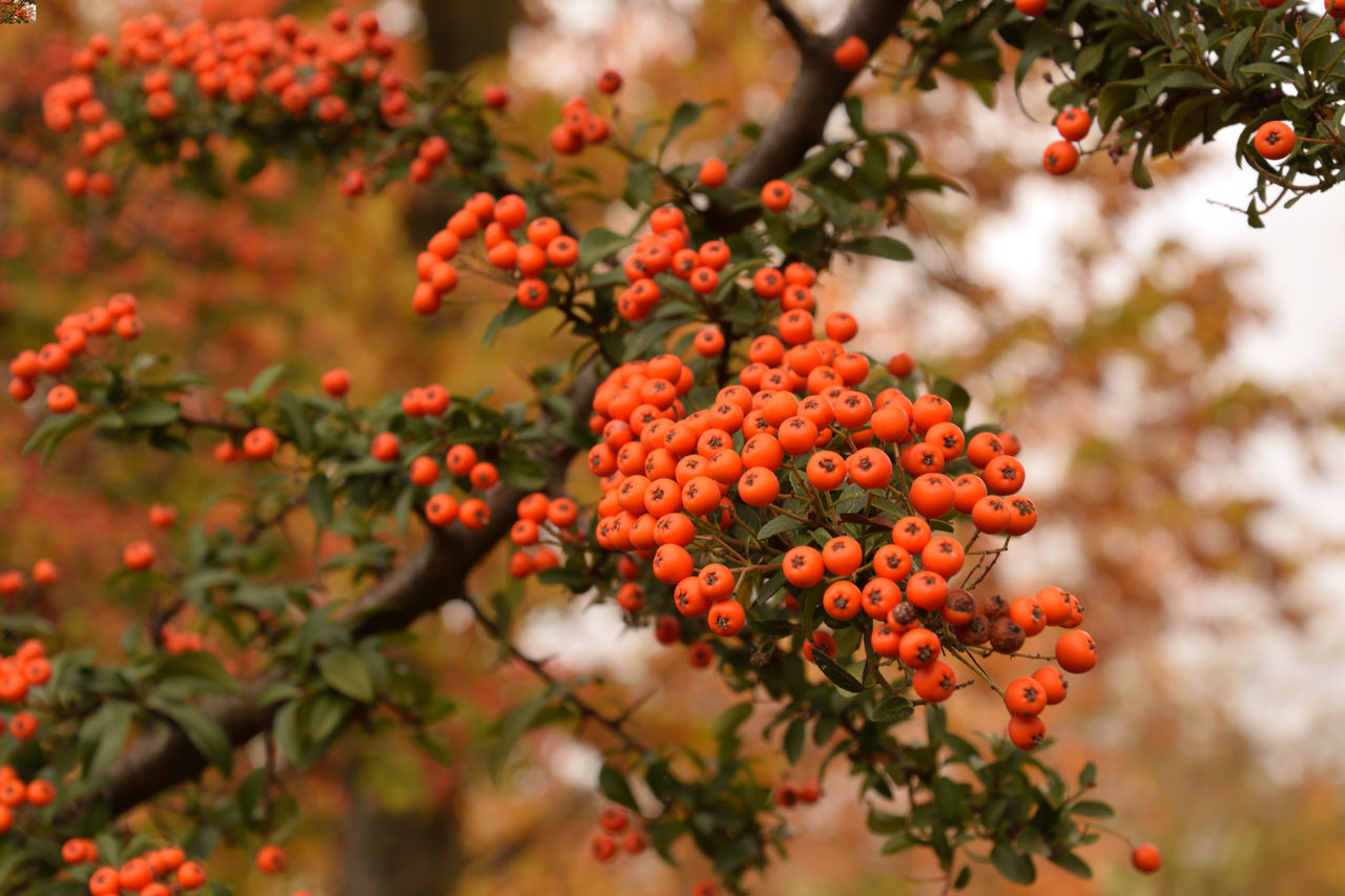 CLOSE-UP OF BERRIES ON TREE