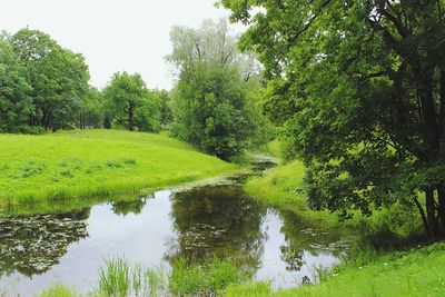 Scenic view of lake amidst trees