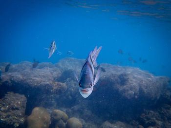 Fishes swimming in sea