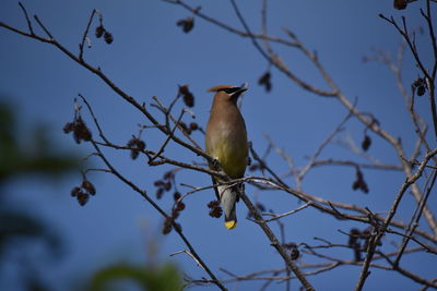 Low angle view of bird perching on branch