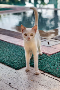 Portrait of cat standing outdoors