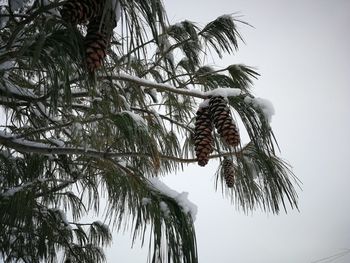 Low angle view of pine tree against sky