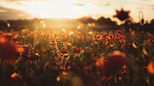 View of flowering plants on field during sunset