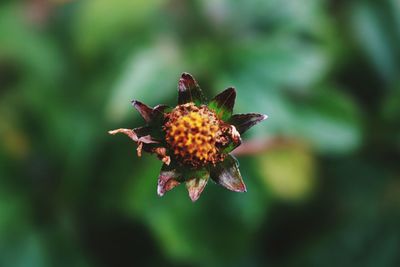 Close-up of flower blooming outdoors