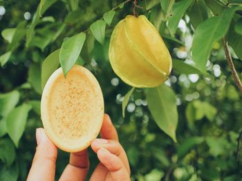 Close-up of hand holding fruits on tree