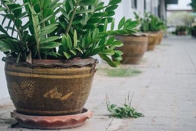Close-up of potted plant on table