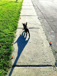 High angle view of dog on footpath