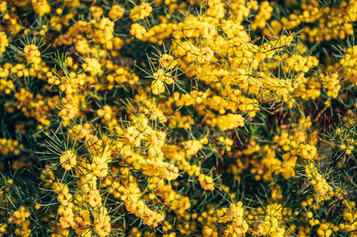 Close-up of yellow flowering plants