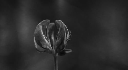 Close-up of rose tulip