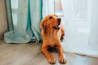 Portrait of dog sitting on wooden floor