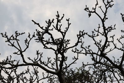 Low angle view of silhouette tree against sky