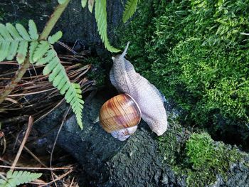 Close-up of snail on plant