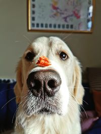 A good boy, being very patient with treat 