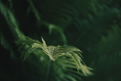 Close-up of fern