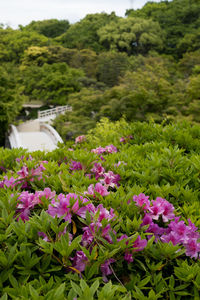 Purple flowering plants in park