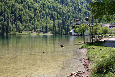 Swans swimming in lake against trees