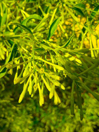 High angle view of fresh green leaves