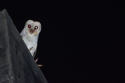 Portrait of owl perching on retaining wall at night