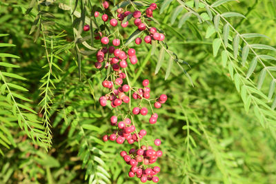 False pepper tree leaves. schinus molle. california pepper tree. peruvian pepper tree background. 
