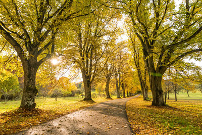 Road amidst trees in park during autumn