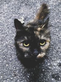 Close-up portrait of black cat
