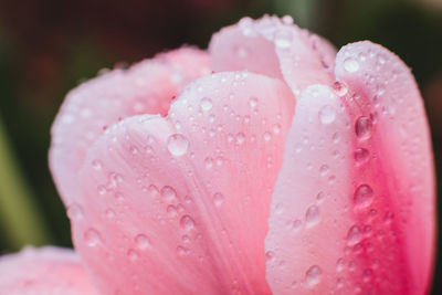 Close-up of water drops on pink flower