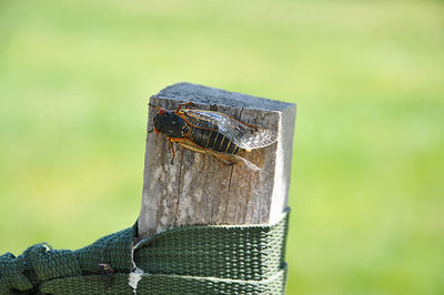 Close-up of cicada on wood pole