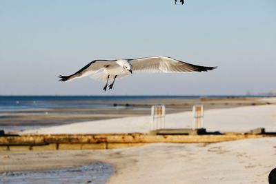 Seagulls flying over beach