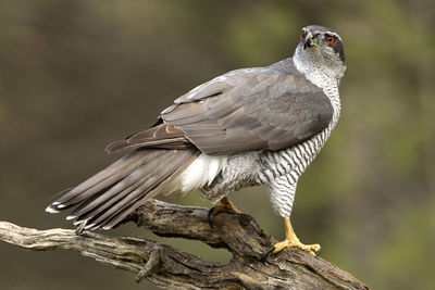 Close-up of bird perching on branch