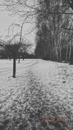 Road passing through bare trees