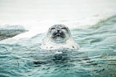 Spotted seal swimming in sea