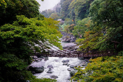 Scenic view of waterfall amidst trees in forest