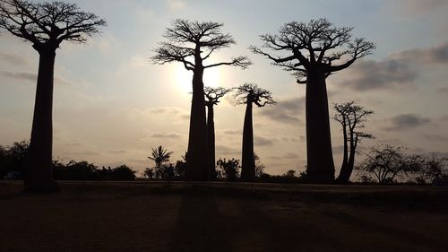 Silhouette trees against sky during sunset