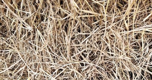 High angle view of dry plants on field