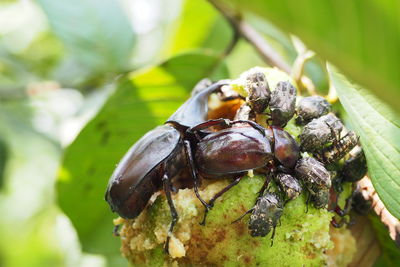 Close-up of insect on plant