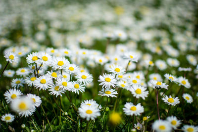 Close-up of white daisies blooming in field