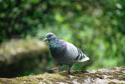 Close-up of pigeon perching on wood