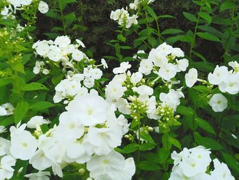 White flowers blooming in spring