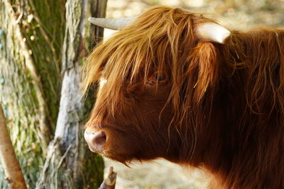 Close-up of scottish highland cow