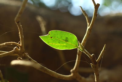 Close-up of plant leaves