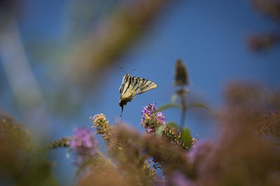 Close-up of butterfly on plant