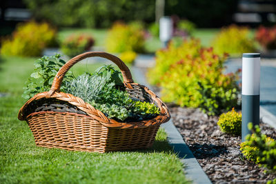 Close-up of potted plant