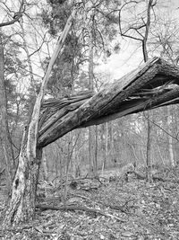 Fallen tree in forest