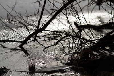 Close-up of bare tree against lake