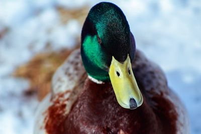 Close-up of a duck