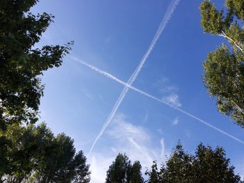 Low angle view of trees against blue sky