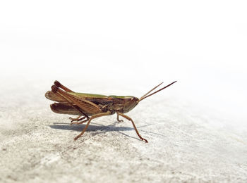 Close-up of insect on wall